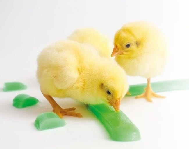 Chick Hydration